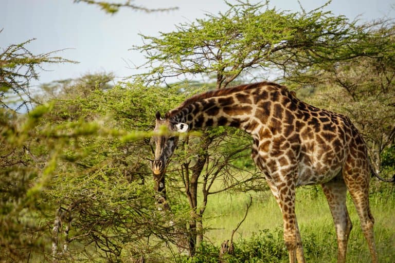Giraffe serengeti bush camp safari