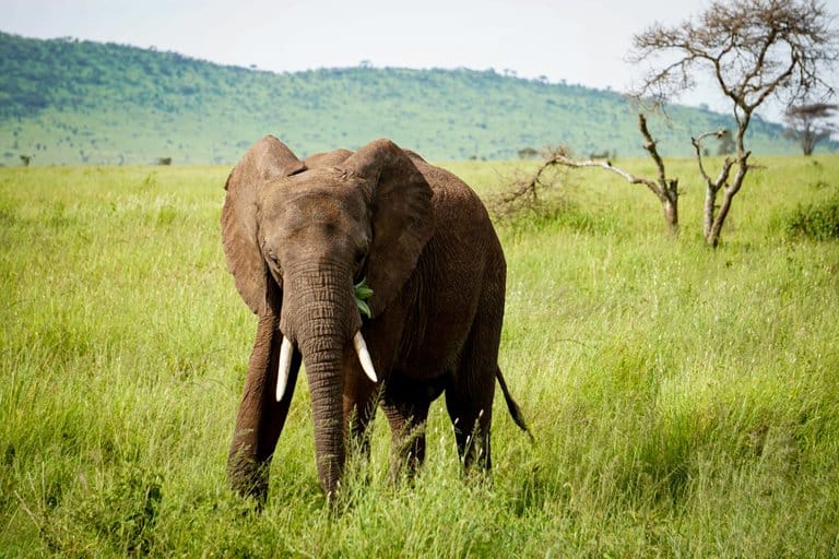 Elephant serengeti bush camp safari