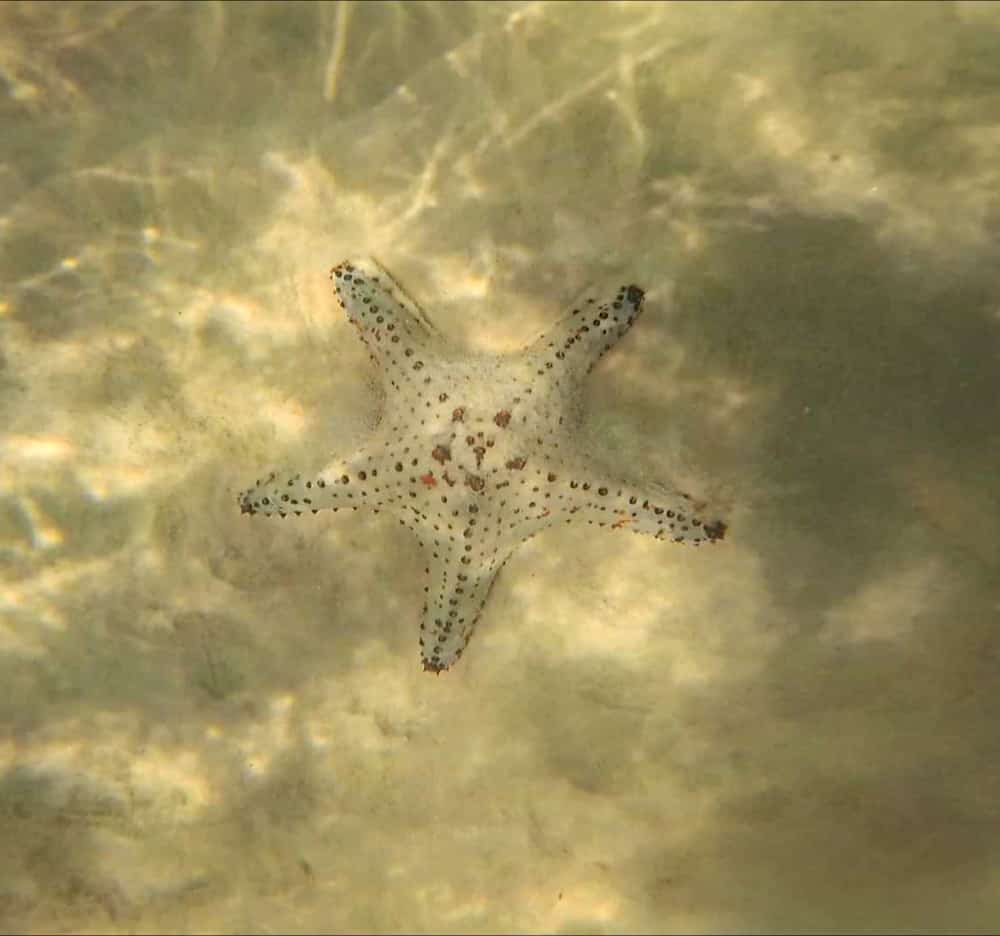 Star fish seen while snorkeling at Tangalooma wrecks