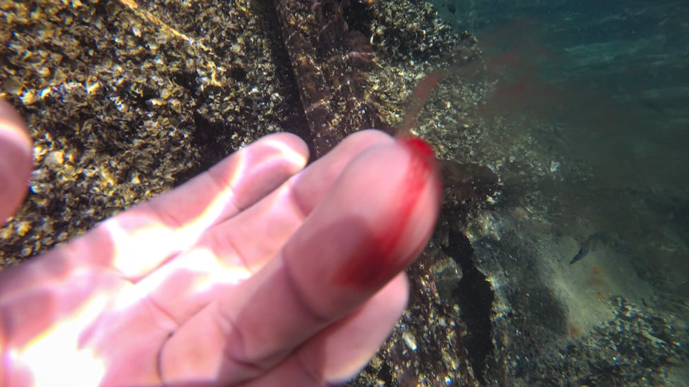Be careful while snorkeling at Tangalooma wrecks