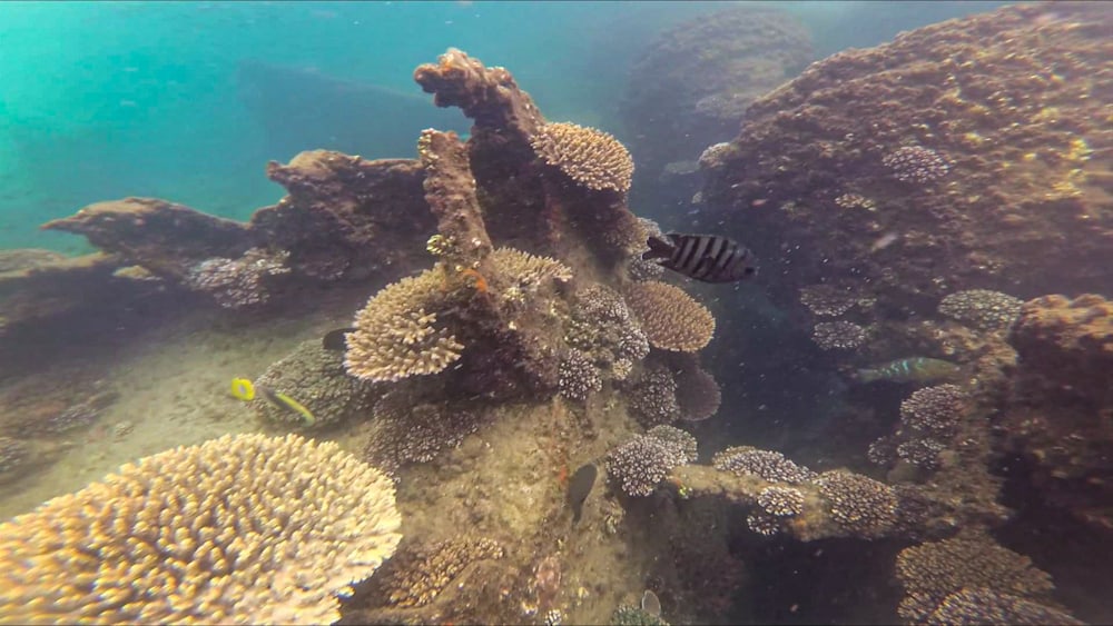 Coral growing on Tangalooma wrecks