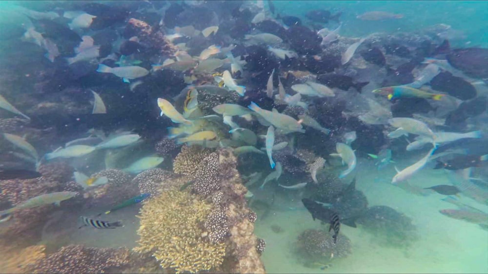 Fish seen snorkeling at Tangalooma wrecks