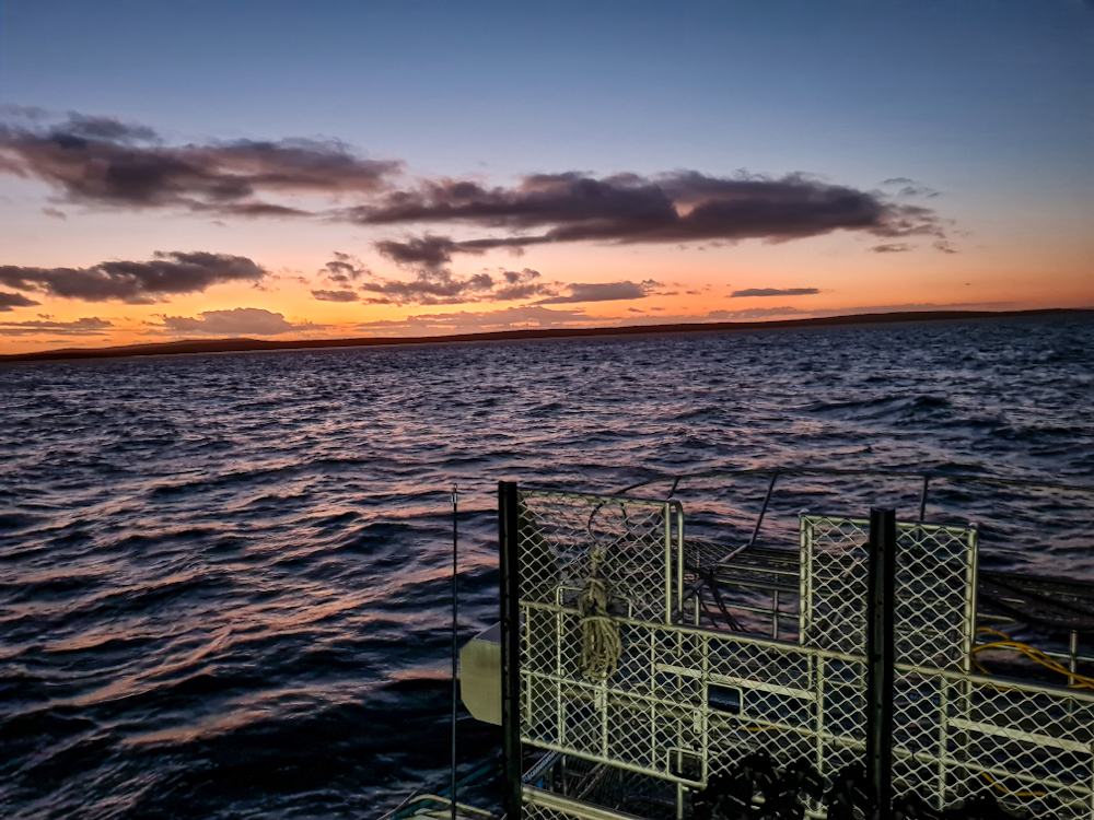 cage diving at the neptune islands