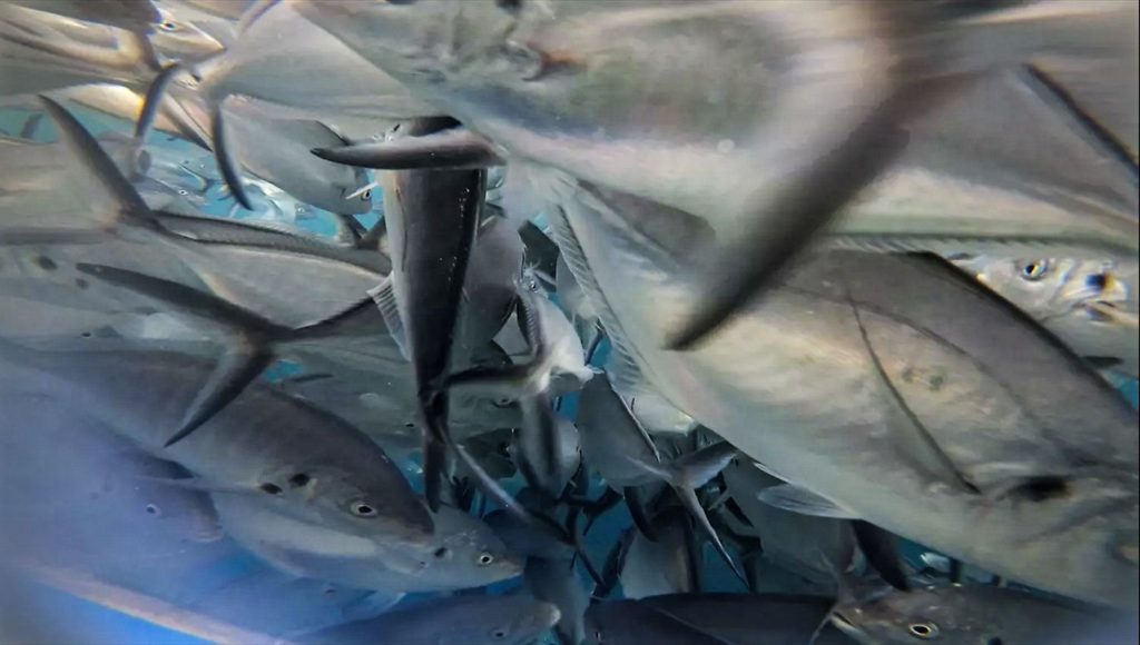 silver trevally seen while cage diving