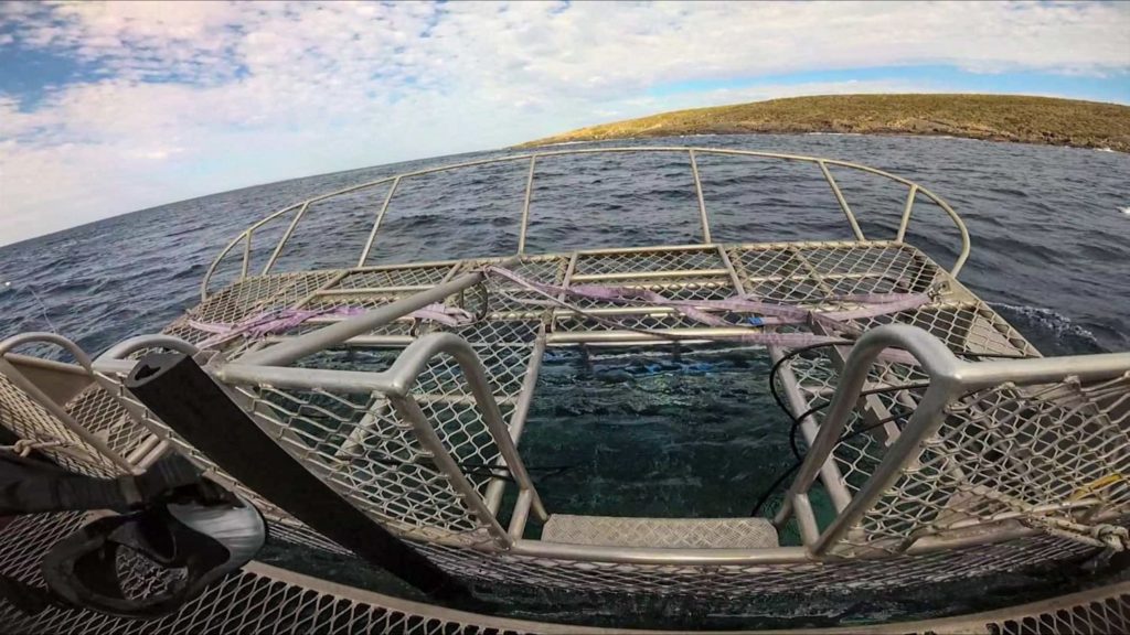 cage diving at the Neptune Islands