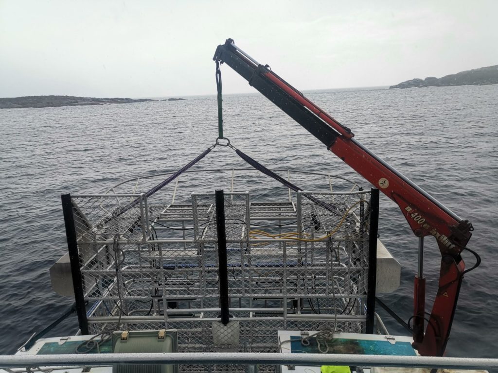 calypso star charters shark diving cage