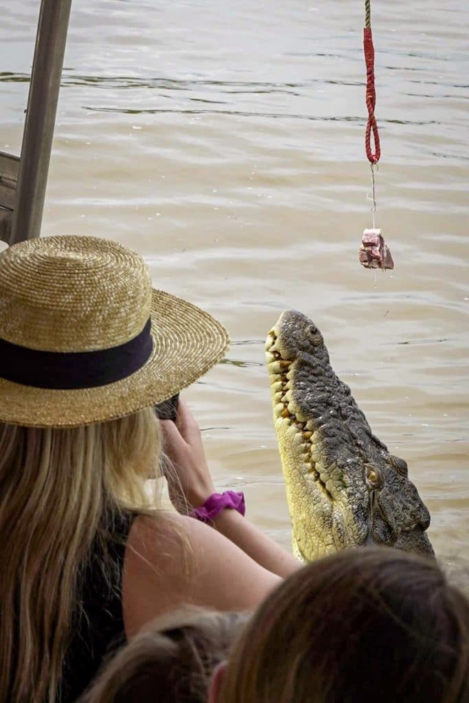crocodile about to jump out of water