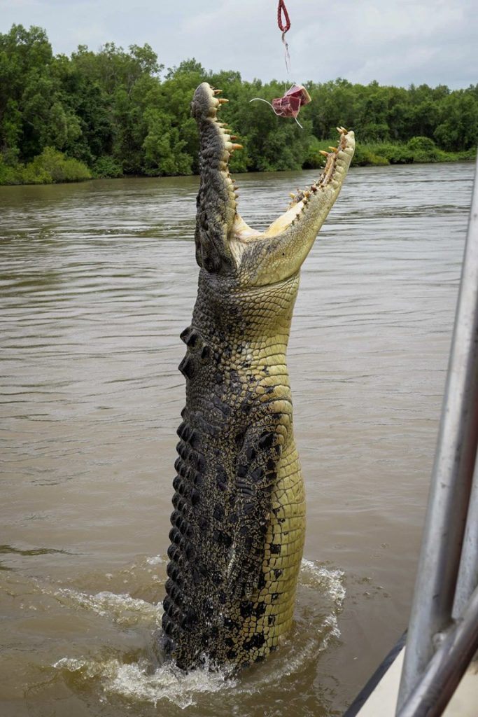 Jumping Croc Darwin