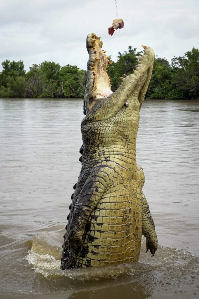 Jumping crocodile Darwin 