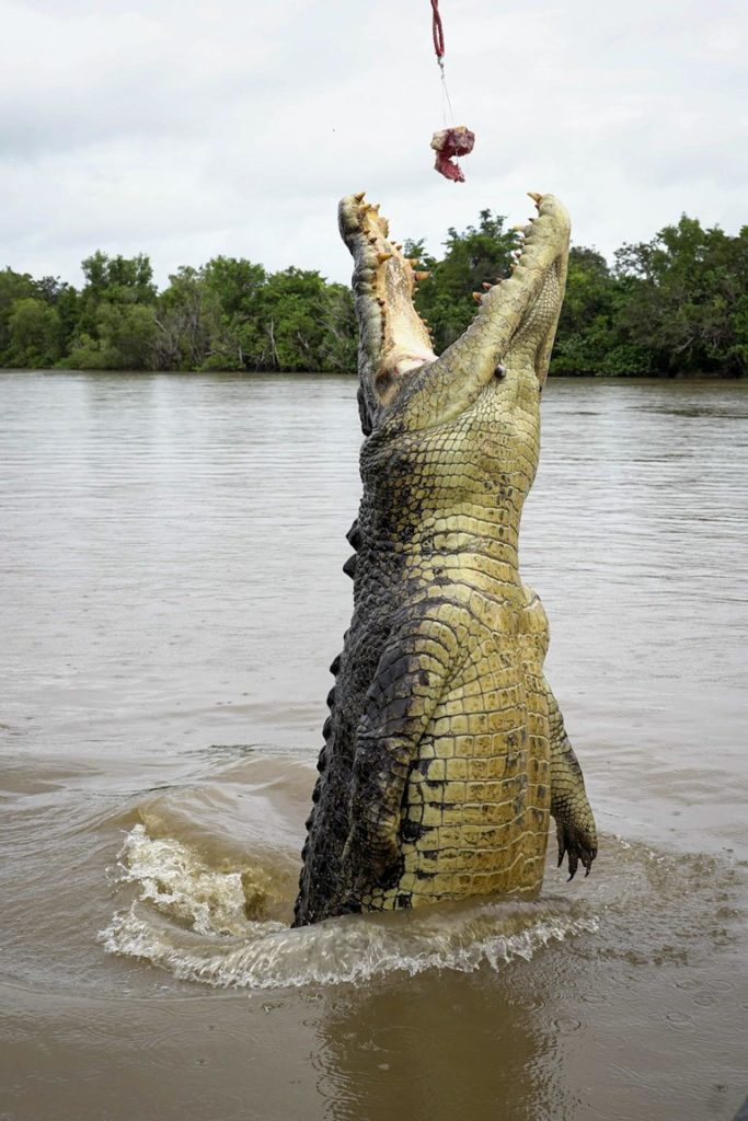 Crocodile jumping Darwin