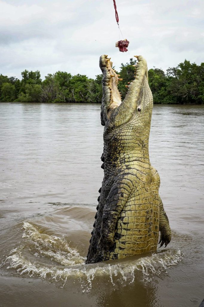 jumping crocodile in Darwin
