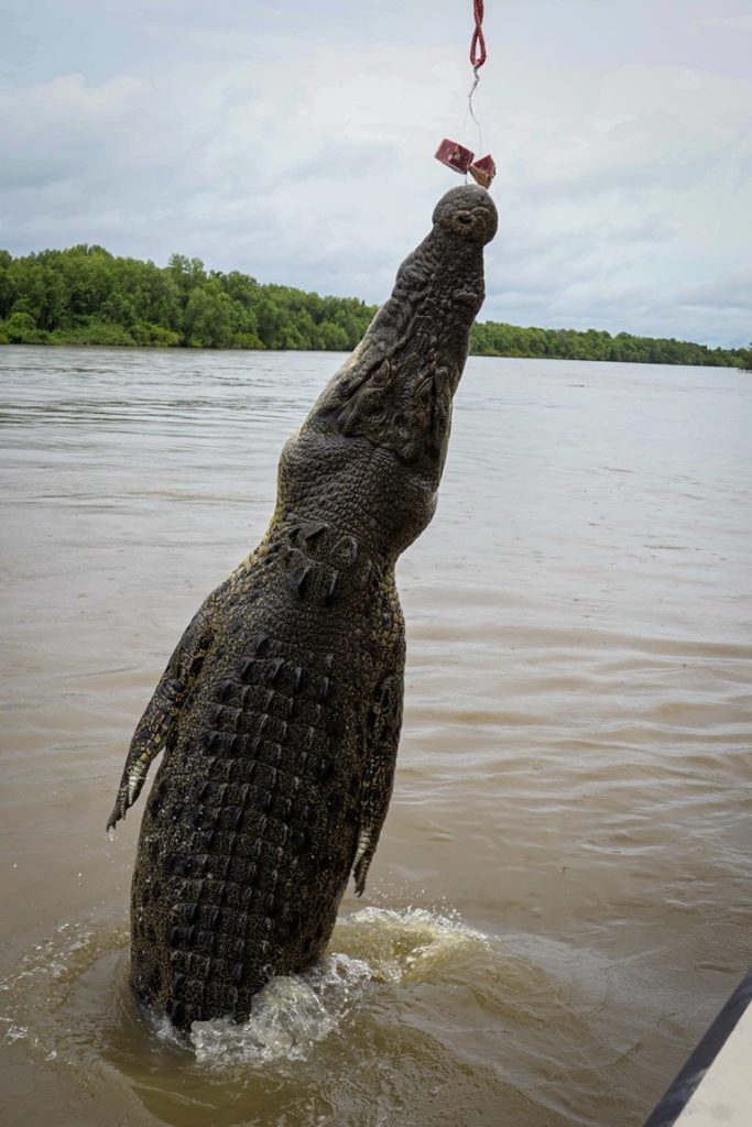 Crocodile jumping in Darwin