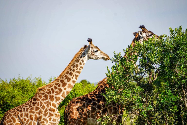 giraffes seen on Masai Mara game drive