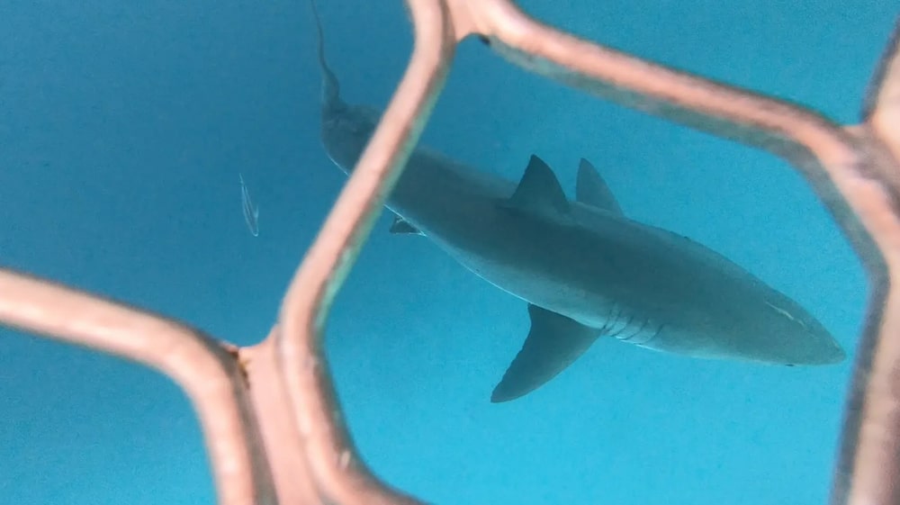 cage dive with great white shark