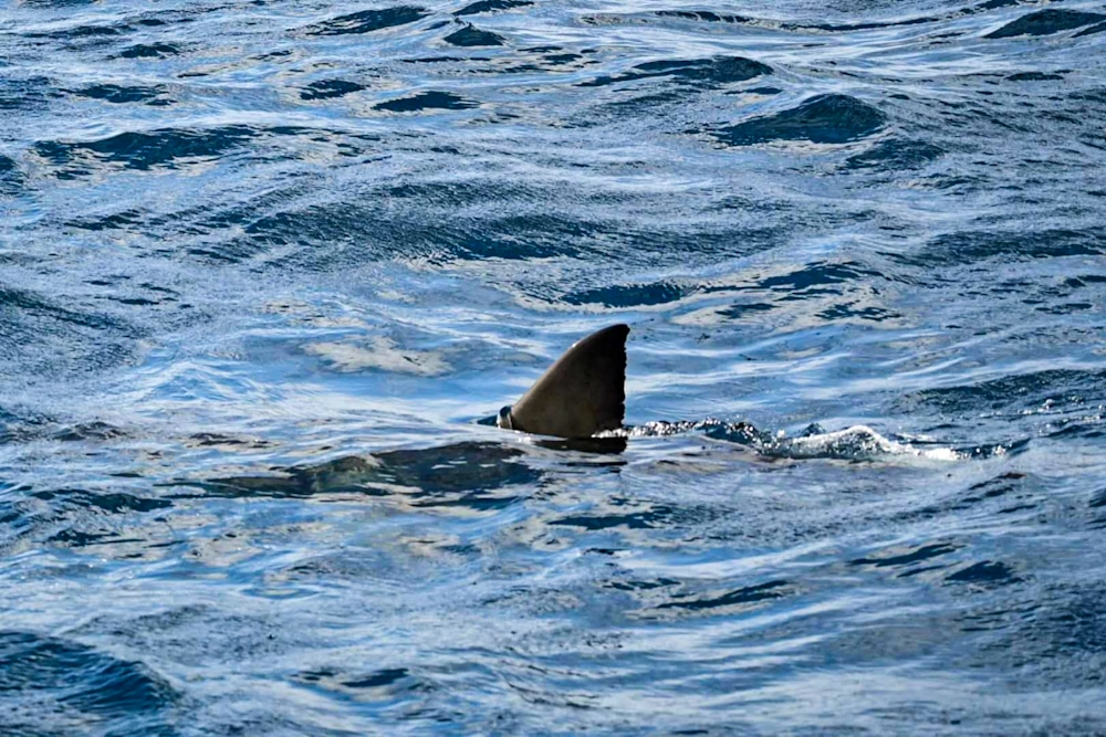 great white shark Neptune Islands