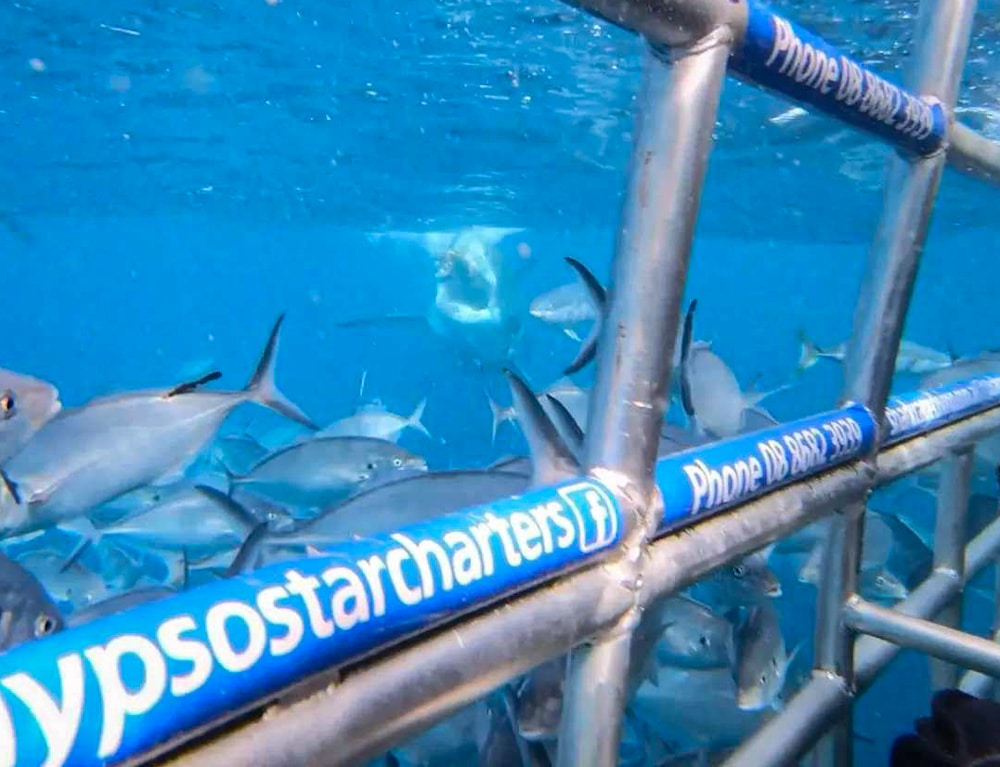 great white shark cage dive