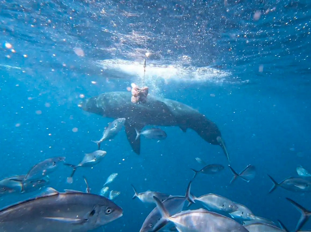 great white shark cage dive