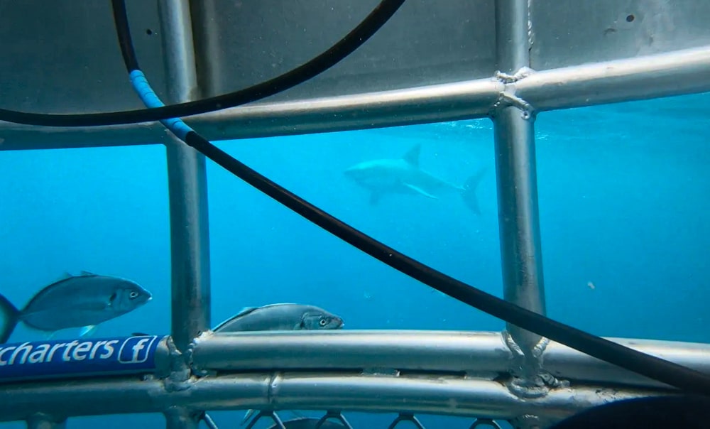 Great white shark seen while cage diving