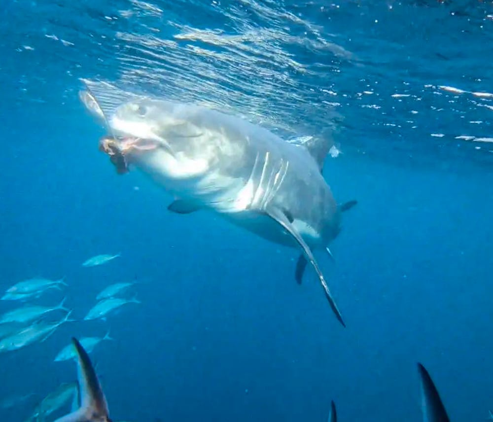 great white shark cage dive