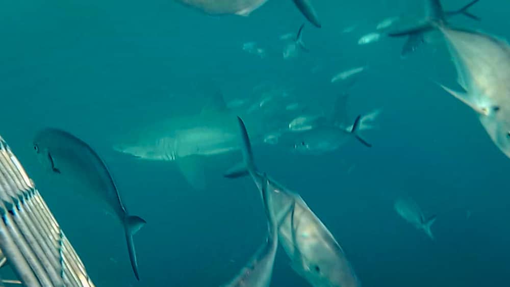 great white shark cage dive