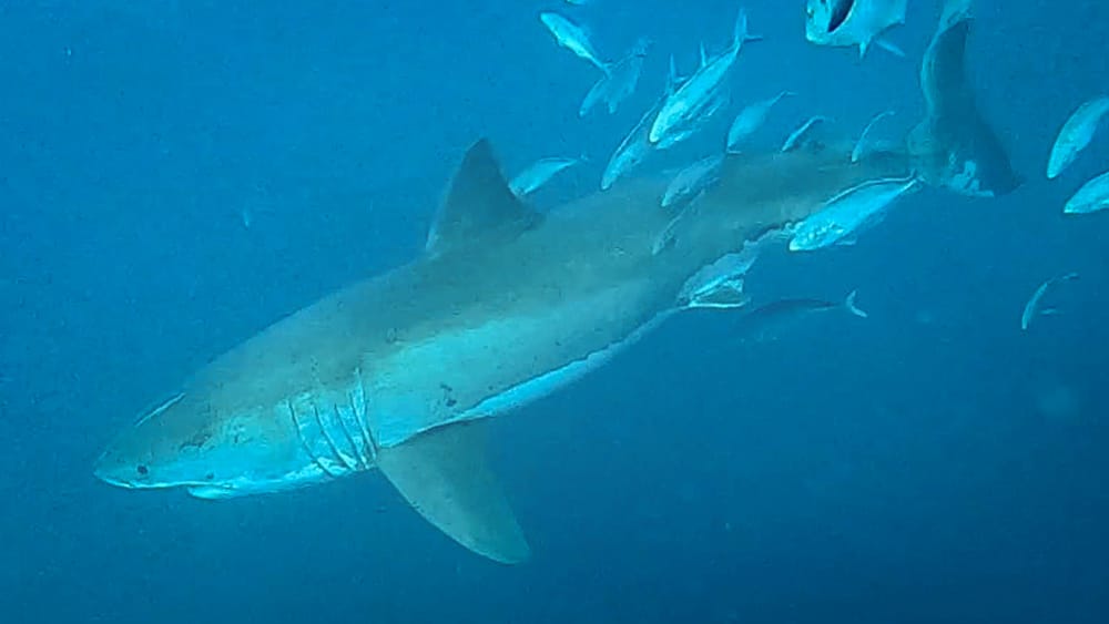 great white shark cage dive