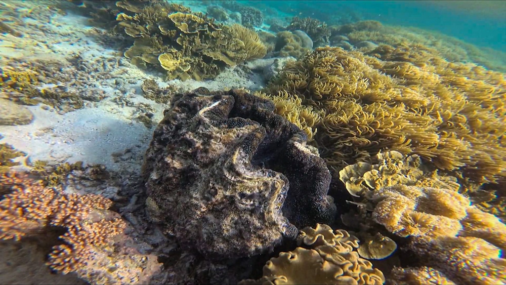 Giant clam