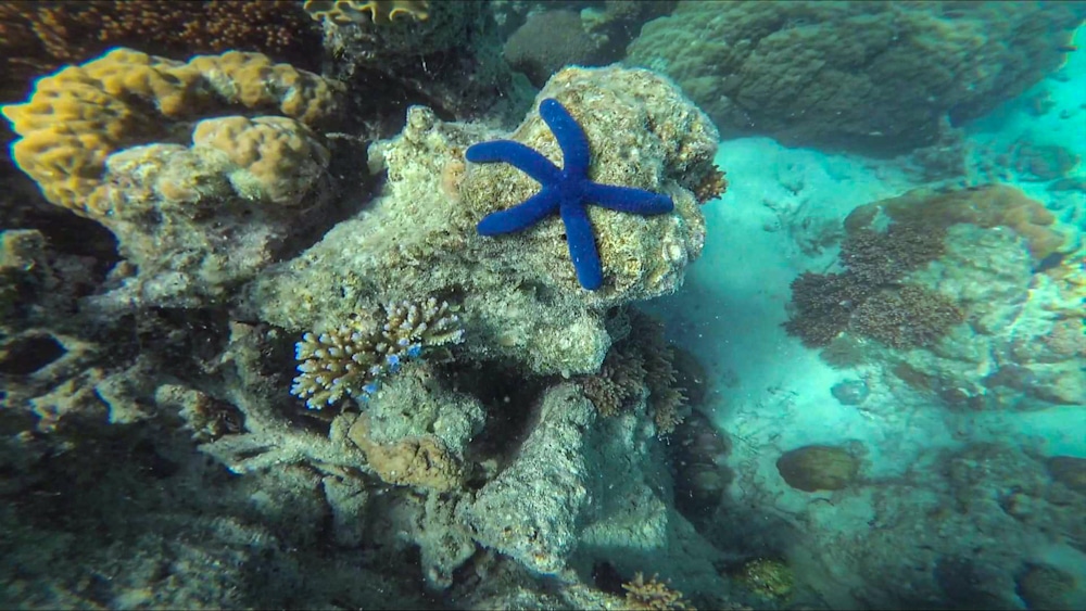 Starfish Hastings reef