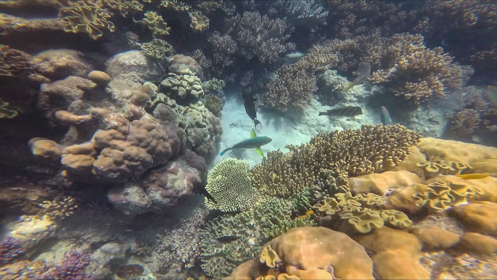 Coral at Hastings reef