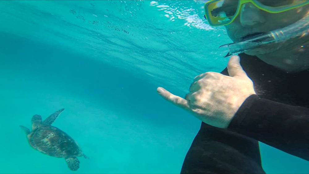 Turtle great barrier reef
