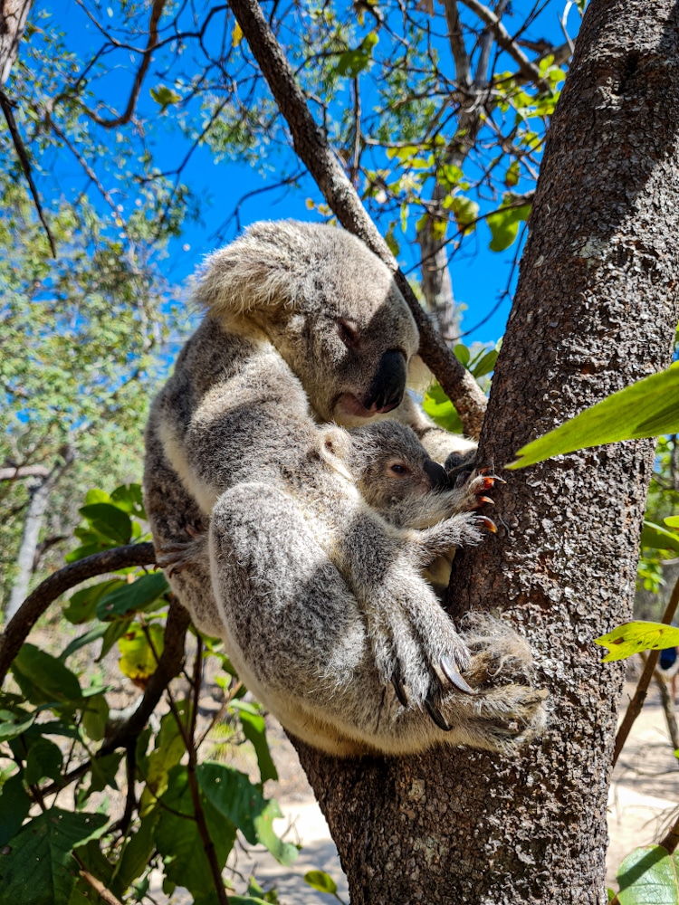 Koalas Magnetic Island