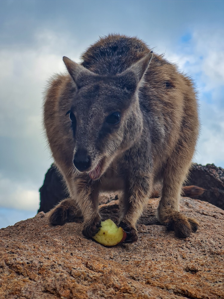 Rock wallaby Magnetic Island