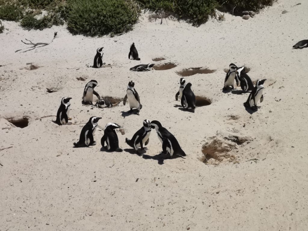 penguin nests