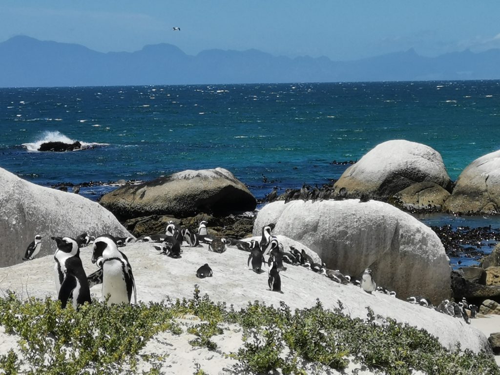 Colony of penguins