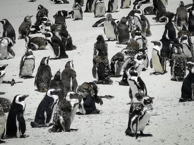 Moulting penguins at Boulders beach