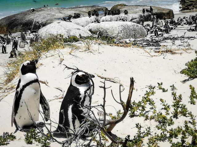 Boulders beach penguins