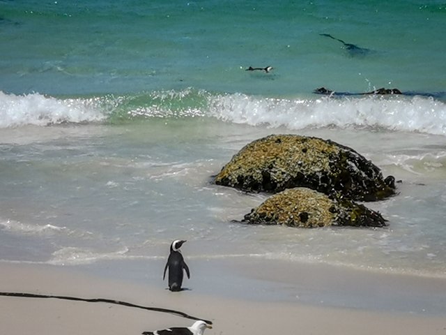 Penguin on Boulders beach