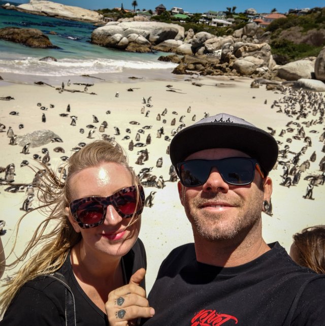 Penguins Boulders Beach South africa