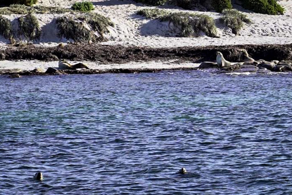 Australian sea lions at blythe Island
