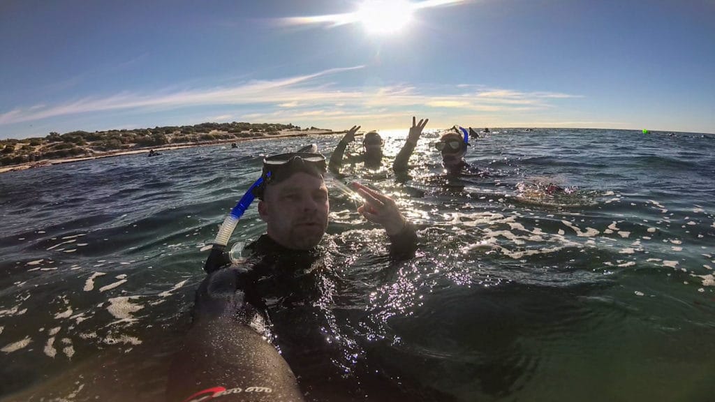 snorkeling with australian sea lions