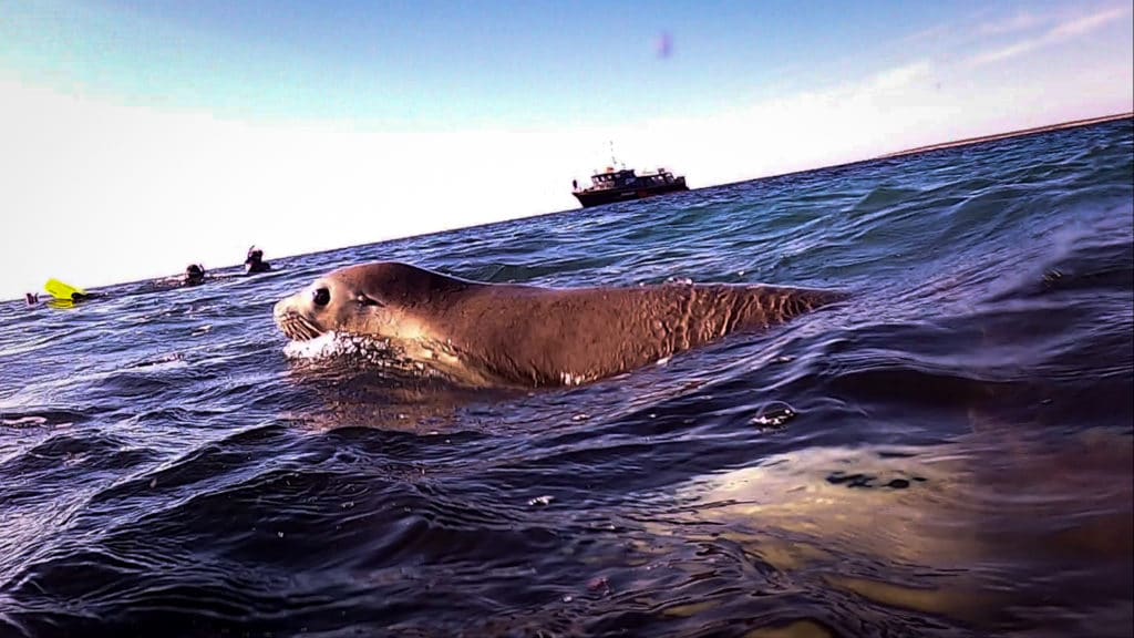 snorkeling with australian sea lions