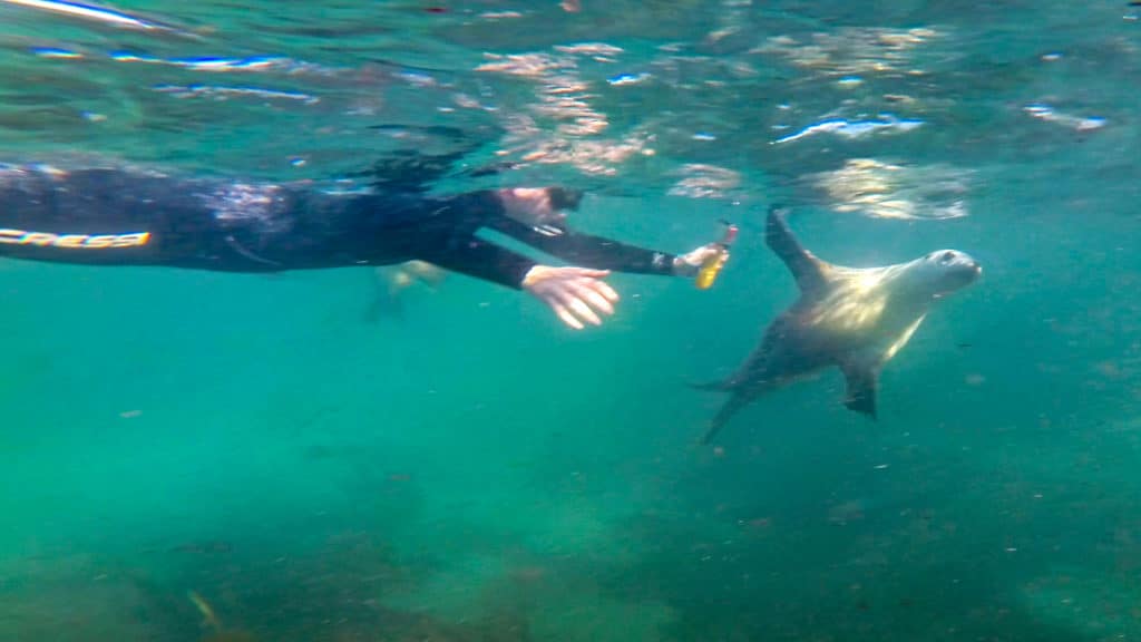 snorkeling with australian sea lions