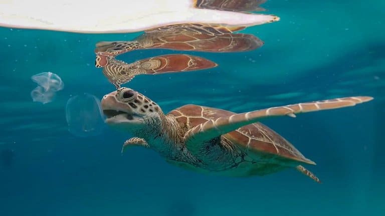 turtle eating jellyfish