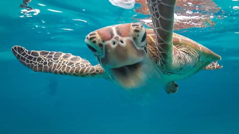 turtle eating jellyfish