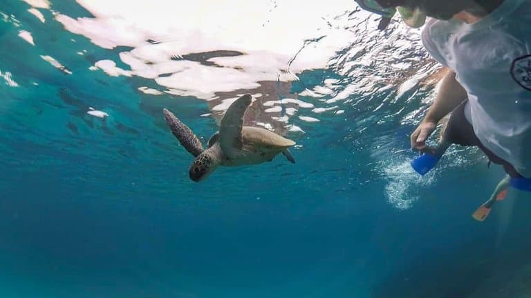 Snorkeling with turtle lady musgrave island