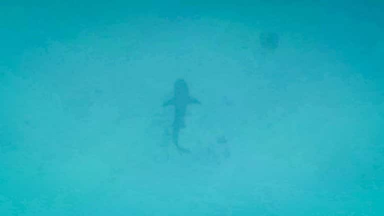 shark off lady musgrave island