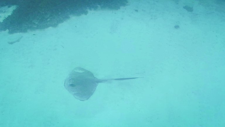 stingray off lady musgrave island
