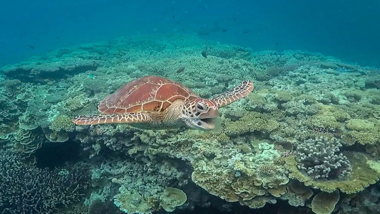 Turtle seen while snorkeling at Lady Musgrave
