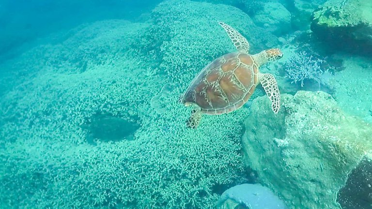 two turtles lady musgrave reef