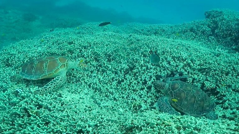 two turtles on coral