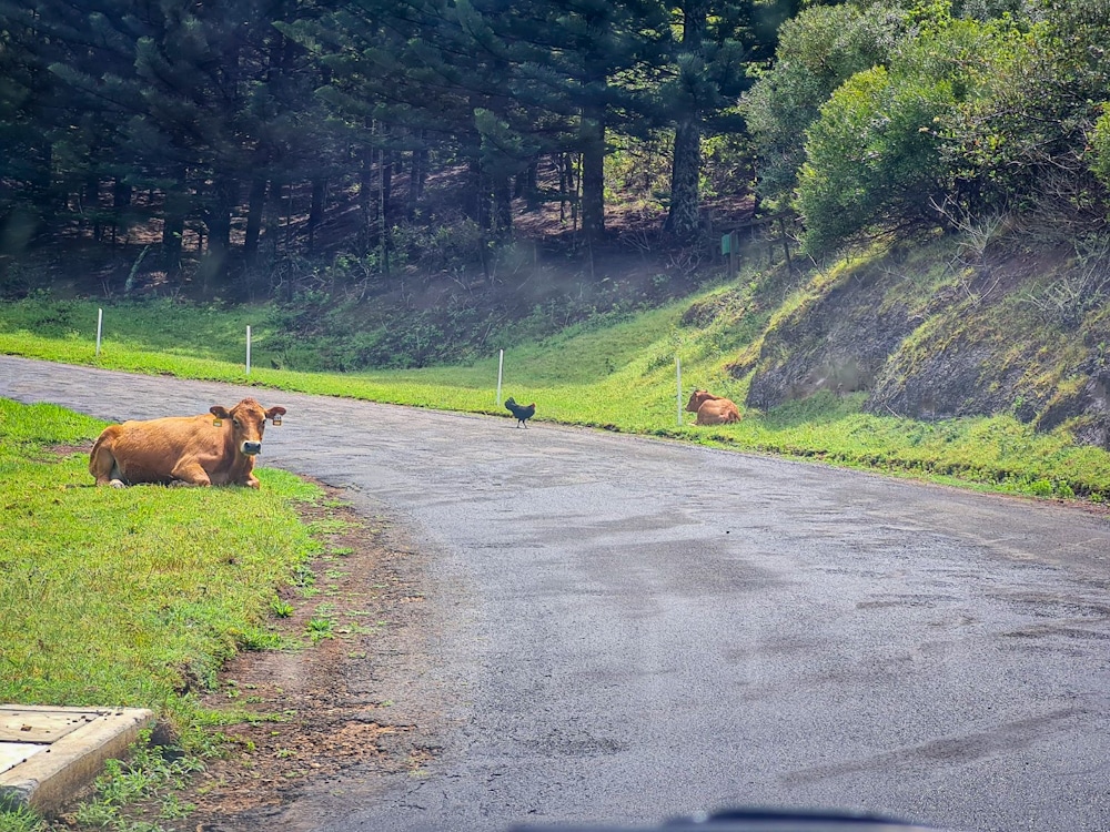 Cows Norfolk Island